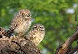 Spotted-Owletts_.jpg