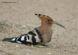 Common Hoopoe_.jpg