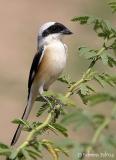 Bay-backed Shrike_.jpg