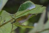 Grey-Breasted Spiderhunter.jpg