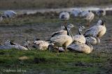 Bar-Headed Geese.jpg