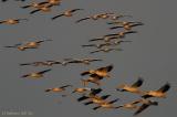 Great White Pelicans flight.jpg
