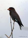 Dollarbird.jpg