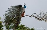Indian Peafowl calling.jpg