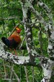 Sri Lanka Junglefowl_.jpg
