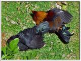 Kauai Alarm Clock - Resting after their mornings work