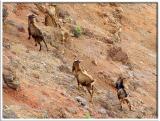 Mountain Goats in Waimea Canyon