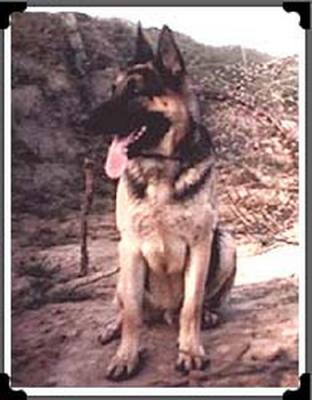 Don Poss took the photo of his K9, Blackie, 129X, in 1965 at Da Nang, in the ammo dump.