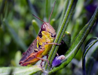 grasshopper4949.jpg