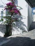 A blossomed shade over the staircase