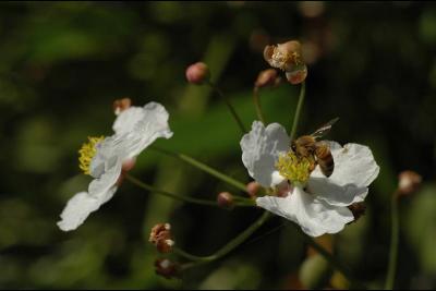 040916 Bee on Waterflower.jpg