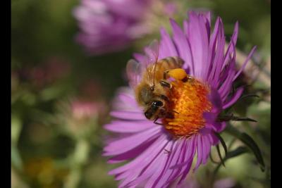 040916 Honeybee on Aster iv.jpg