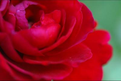040626 Red Red Rose iii