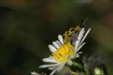 Lady Beetle Aster 9.30.04ii