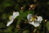 040916 Bee on Waterflower.jpg