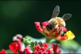 040925  Honeybee.jpg