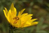 Sunflower9.16.04.jpg