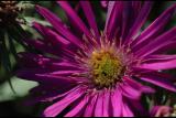 040925 Aster iii