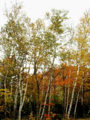 Birches - Bretton Woods NH