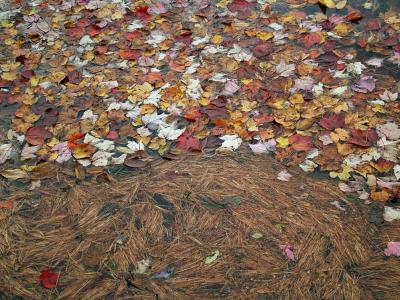 Chocorua Lake, NH: Flotsam