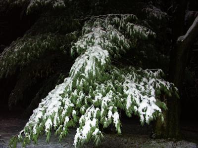 First Snow Nov 24.jpg