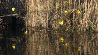 Small yellow flowers