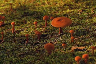DSC_0931_wild mushrooms.jpg