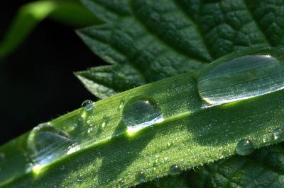 Leaves