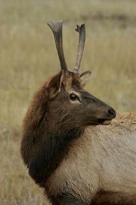 Jasper-Rack Wannabe1w.jpg