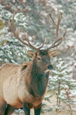 Jasper-Bull Elk in snow 3w.jpg