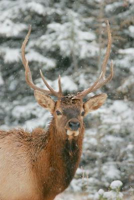 Jasper-Bull Elk in snow storm1w.jpg