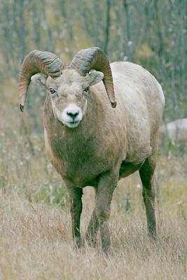 Jasper-Ram2w.jpg