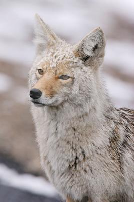 u49/dickg/medium/36775201.Coyoteonsnowyday2w.jpg