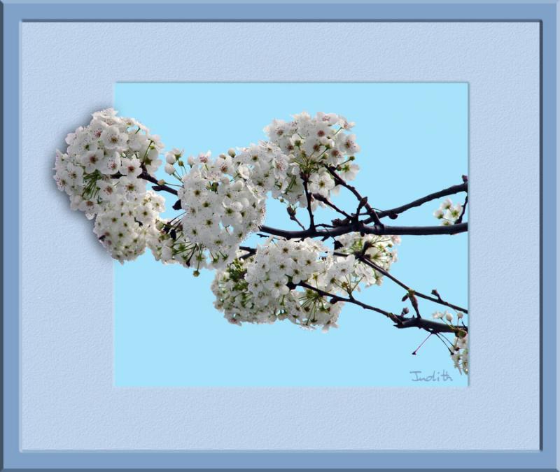 Snow Ball Tree