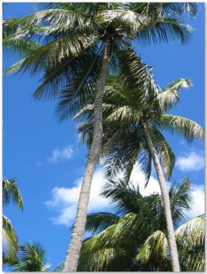 u49/digipets/medium/35642482.Tree.jpg