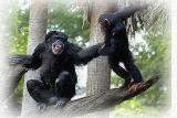 baby chimp5.jpg