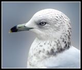 I Want a Gull