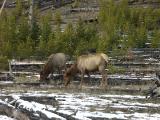 Yellowstone