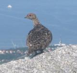 Grouse high above Sandnessjen.jpg