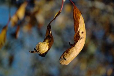 All the leaves are brown