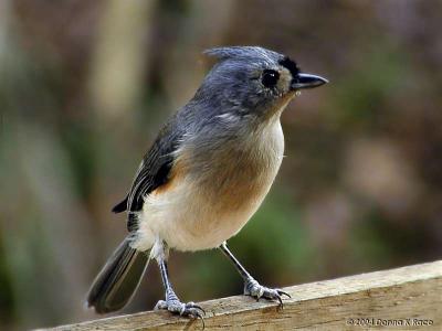 Tufted Titmouse, 11/02