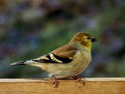 Goldfinch, 11/09