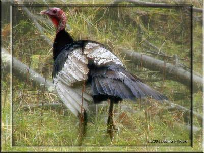 Two-tone TurkeyPP and Framed