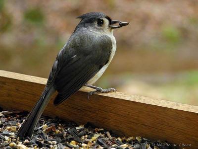 WV Birds - November, 2004