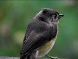 Titmouse, 11/07