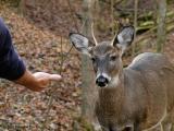 WV Whitetail Deer ~ 4th Qtr 2004