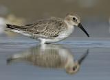 Dunlin (Calidris alpina)