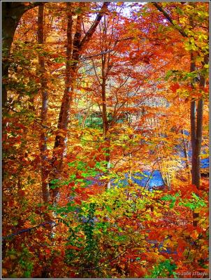 Trailside fall 6 pc.jpg