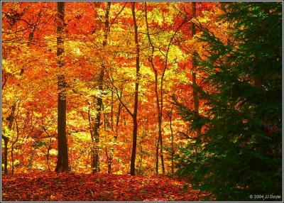 Trailside fall 8 pc.jpg