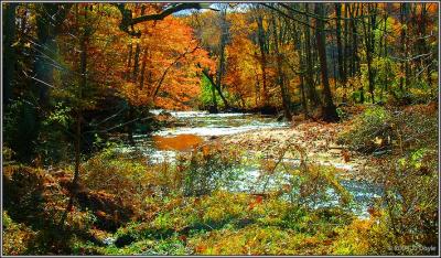 Trailside fall 10 pc.jpg